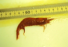 Acanthephyra pelagica