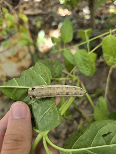 Vine Hawkmoth
