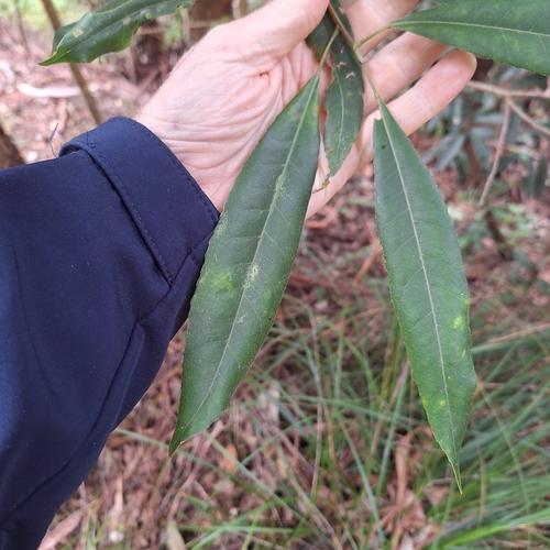 Elaeocarpus kirtonii observed 2026-08-22