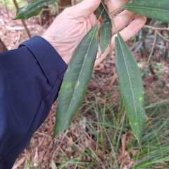 Elaeocarpus kirtonii