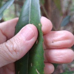 Elaeocarpus kirtonii, photograph (c) Greg Tasney, some rights reserved (CC BY-SA)