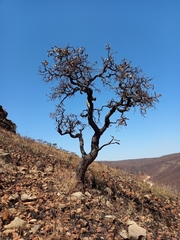 Faurea rochetiana, photograph (c) i_c_riddell, some rights reserved (CC BY)