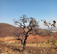 Faurea rochetiana, photograph (c) i_c_riddell, some rights reserved (CC BY)