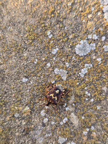 Variegated Fruit Bug