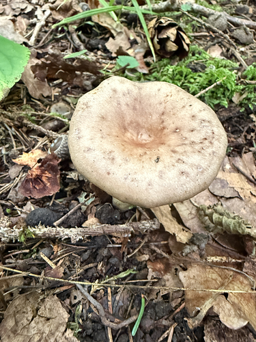 Fire-milk Lactarius