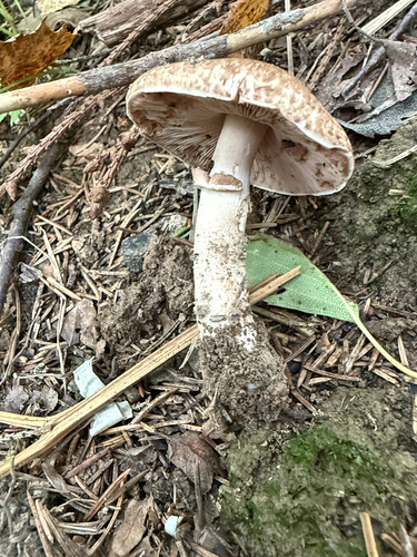 Blushing Wood Mushroom