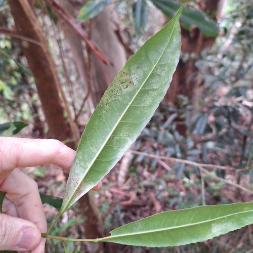 Elaeocarpus kirtonii, photograph 2