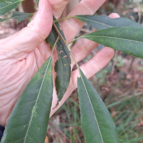 Elaeocarpus kirtonii, photograph 3