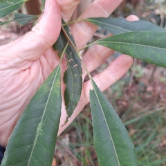 Elaeocarpus kirtonii, photograph (c) Greg Tasney, some rights reserved (CC BY-SA)
