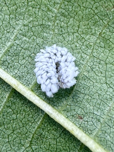 Alder Sawfly