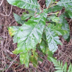 Sloanea woollsii