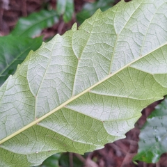 Sloanea woollsii, photograph (c) Greg Tasney, some rights reserved (CC BY-SA)