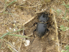 Pasimachus californicus