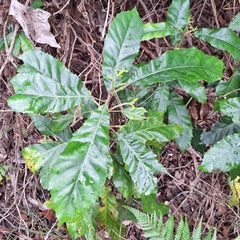 Sloanea woollsii, photograph (c) Greg Tasney, some rights reserved (CC BY-SA)