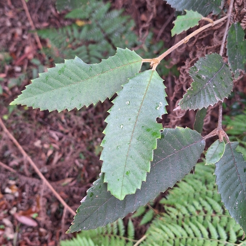 Callicoma serratifolia, photograph 6