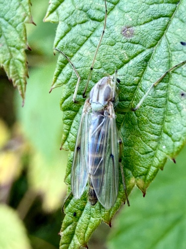 Chironomus