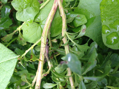 Raphidiidae