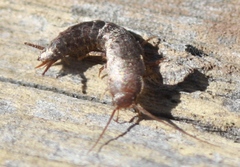 Allacrotelsa spinulata