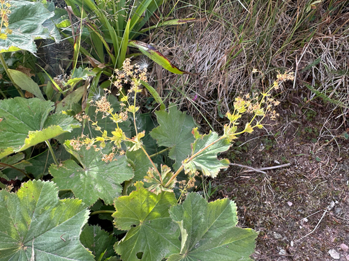 Lady's-mantle (Alchemilla mollis)