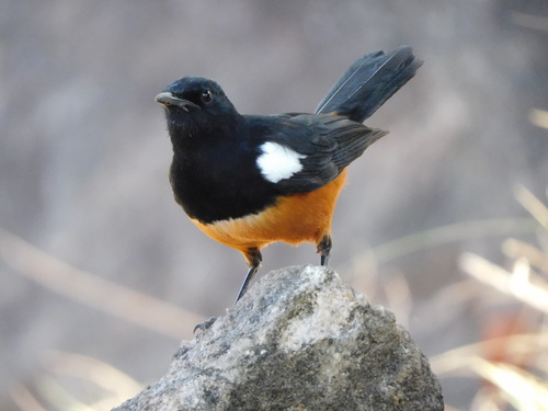 Mocking Cliff-Chat