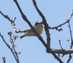 Vireo flavifrons