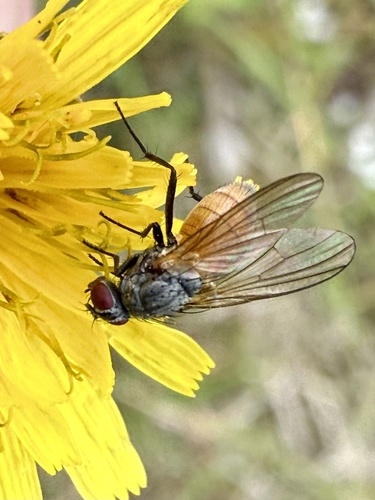 Thricops semicinereus
