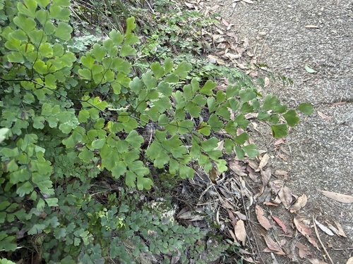 Adiantum atroviride