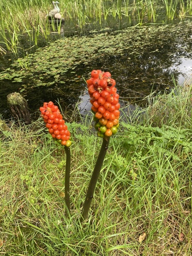 Italian arum