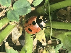 Coccinella prolongata