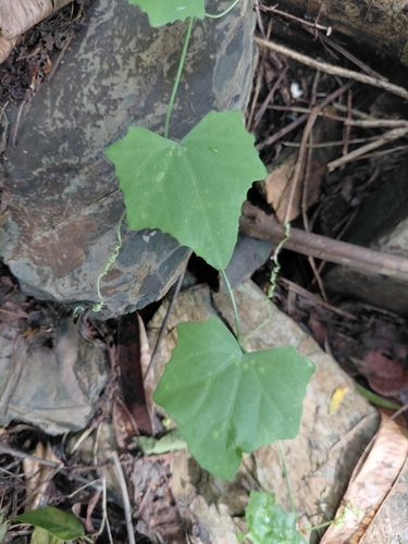 Ivy gourd