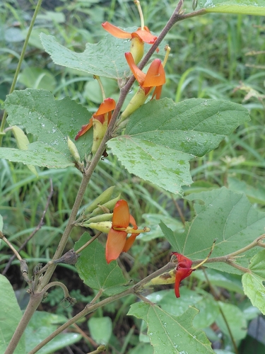 East Indian screw tree