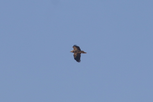 Egyptian Vulture