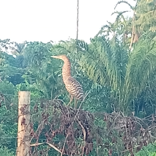 Rufescent Tiger-Heron