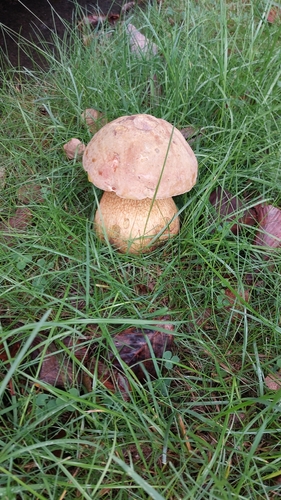 Lurid Bolete