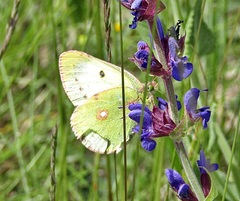 Colias erate
