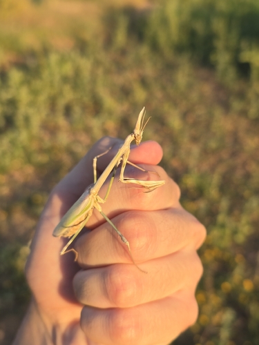 Mediterranean Conehead Mantis