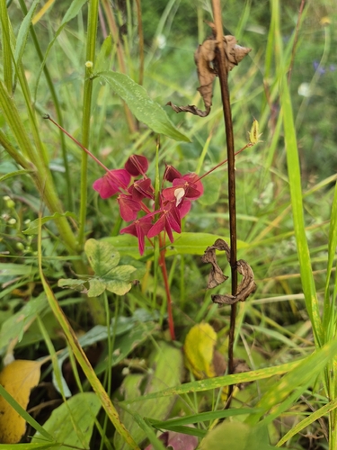 upright yellow woodsorrel