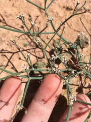 Eriogonum rotundifolium