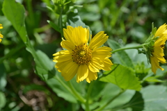 Verbesina encelioides