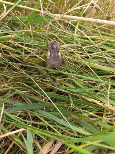 Setaceous Hebrew Character
