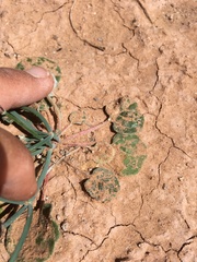 Eriogonum rotundifolium