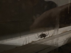 Latrodectus hesperus
