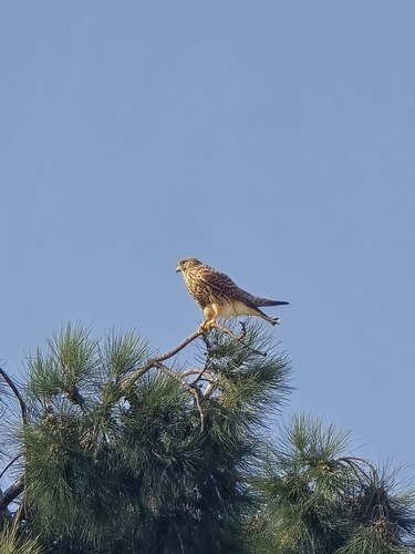 Eurasian Kestrel
