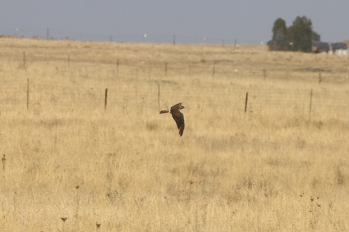 Montagu's Harrier