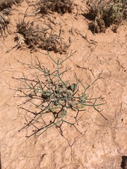 Eriogonum rotundifolium