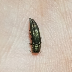 Agrilus granulatus