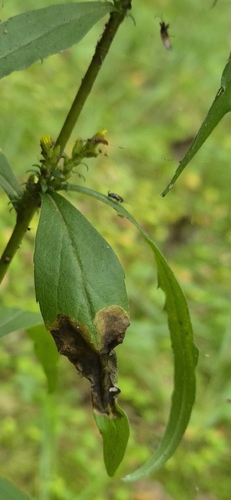 Nemorimyza posticata