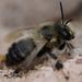 Anthophora aestivalis - Photo (c) Robert Zimmermann, some rights reserved (CC BY-NC-SA), uploaded by Robert Zimmermann