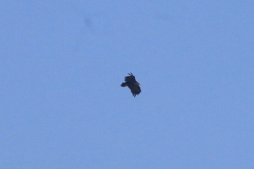 Cinereous Vulture