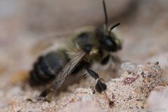 Anthophora aestivalis